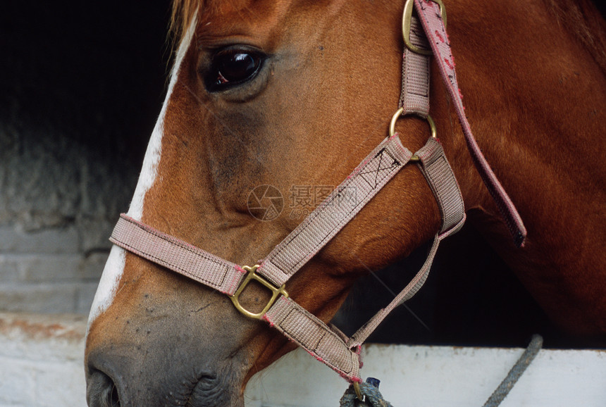 马头牧场宠物缰绳运动乡村脖子眼睛鼻子国家螺柱图片