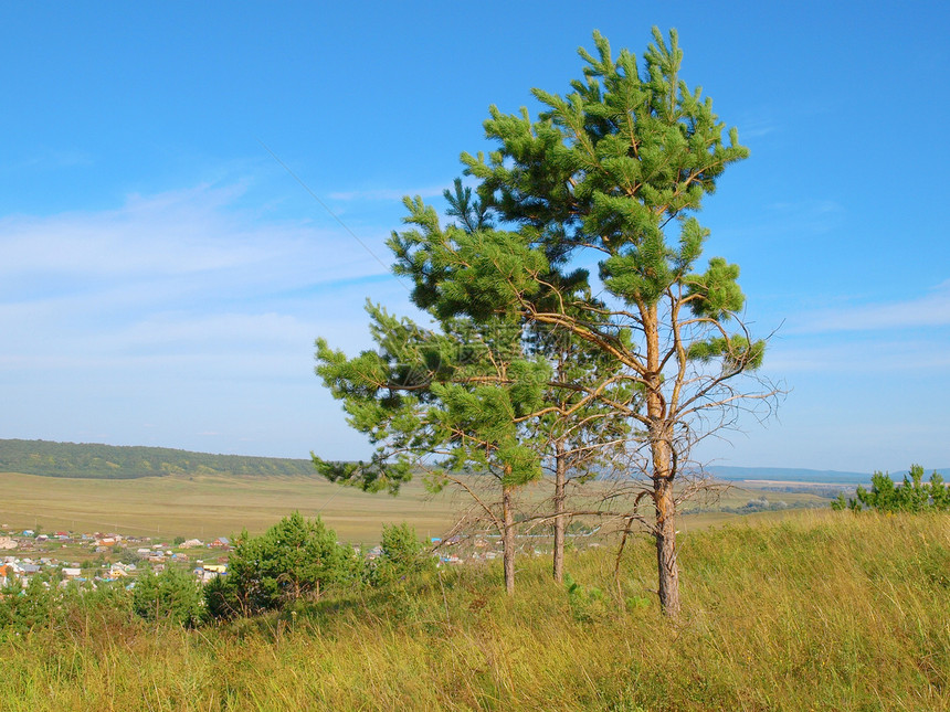 夏季有松树的风景场景草地森林场地天空山脉绿色环境爬坡乡村图片