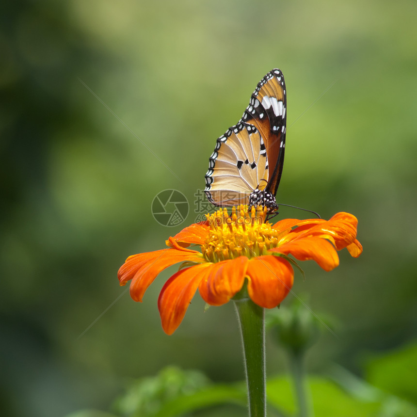 一只美丽的蝴蝶坐在花朵中翅膀花园黑色橙子君主女王黄色向日葵底面昆虫图片