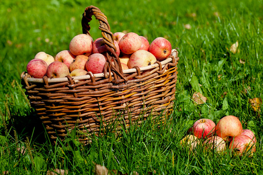 篮子中的苹果商业生物学果园美食柳条农场阳光采摘农业团体图片