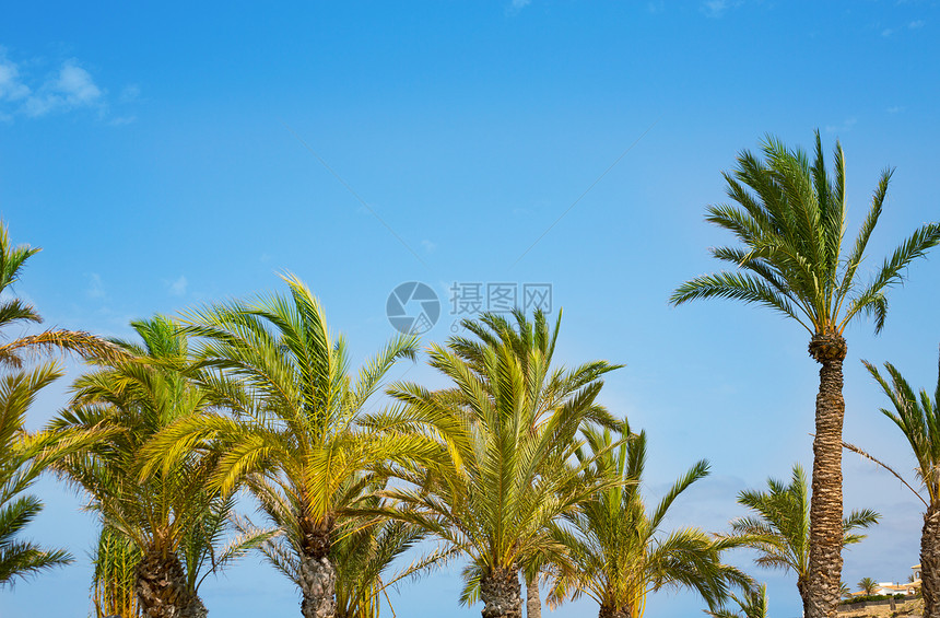 蓝天空上的地中海棕榈树图片