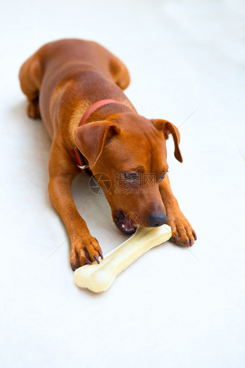 食骨头的小小小比尼舍狗皮革房子诡计牙疼毛皮土壤犬类吉祥物皮肤地面图片