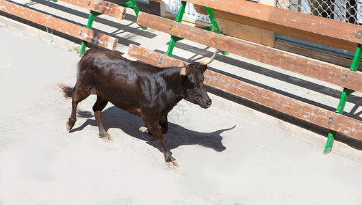 冒险性在西班牙街头盛宴上骑公牛庆典牛角旅游狂言冒险国家风险奶牛观光旅行背景