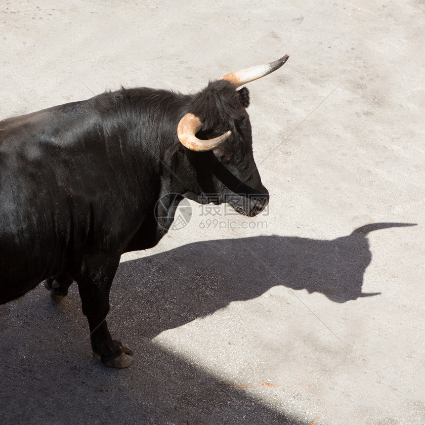 在西班牙街头盛宴上骑公牛狂言景点文化圆环热情村庄冒险斗牛展示旅游图片