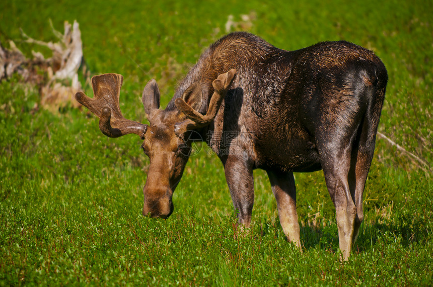 驼鹿动物男性公园国家野生动物鹿角哺乳动物草地牛角荒野图片