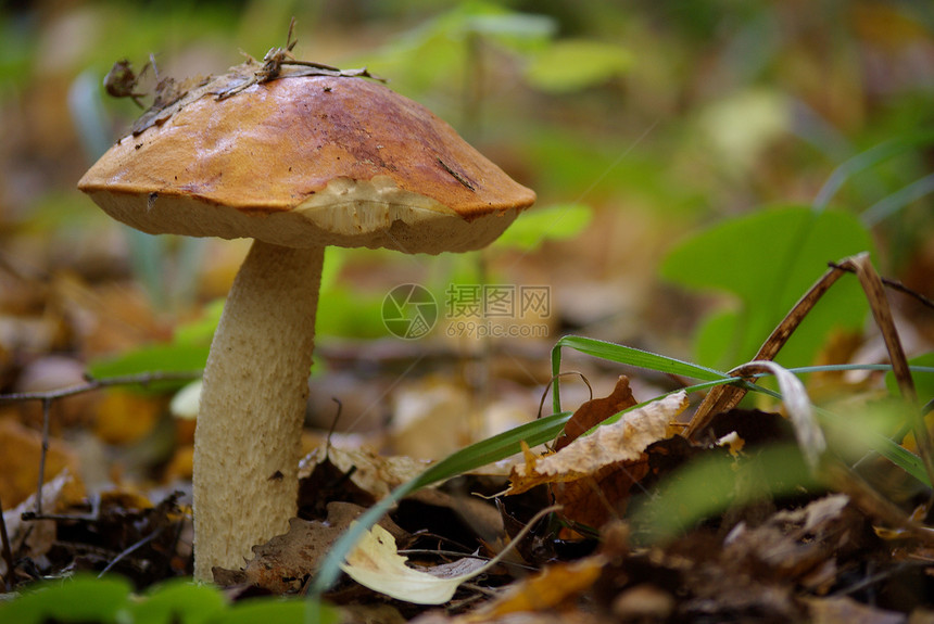 橙树脂树木橙子森林旅行季节帽子阳光食物橙色菌类图片