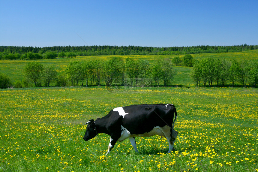 奶牛景观哺乳动物奶制品家畜风景农场蓝色农村场地村庄牧羊人图片