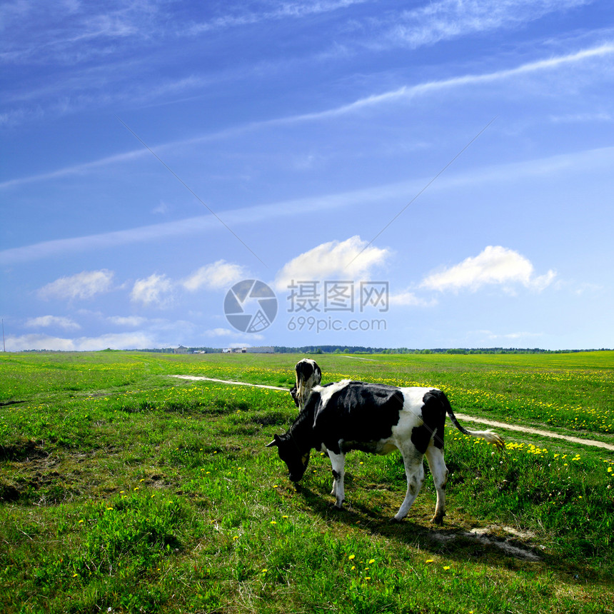 奶牛景观蓝色动物农村农场环境挤奶哺乳动物草原天空晴天图片