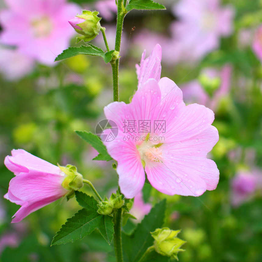 粉红春花季节性粉色花店白色花瓣绿色宏观植物群新娘紫色图片