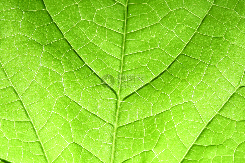 绿叶植物群白色繁荣生长绿色环境宏观叶子植物学植物图片