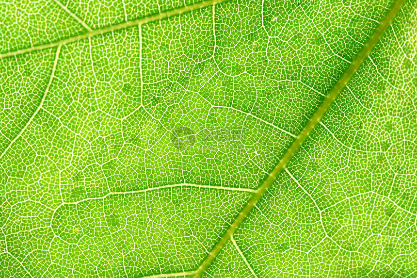 绿叶生态植被线条刀刃生活脉络宏观光合作用植物群脊柱图片