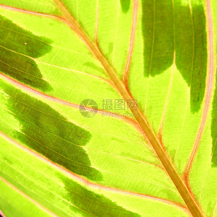 绿叶床单宏观静脉植物群绿色生活生长植物学森林草本植物图片