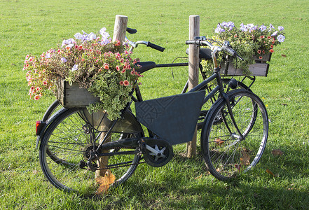 有花的旧自行车木头牵牛花橙子粉色轮子绿色红色艺术把手背景图片