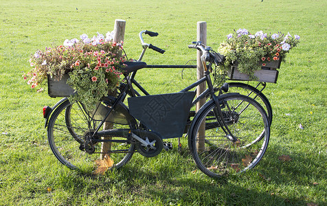 有花的旧自行车轮子粉色木头艺术牵牛花橙子把手绿色红色背景图片