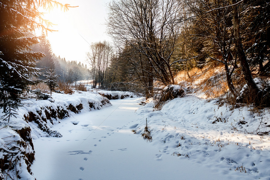 冬天风景的阳光清晨天空天气场景季节森林木头场地雪景孤独图片