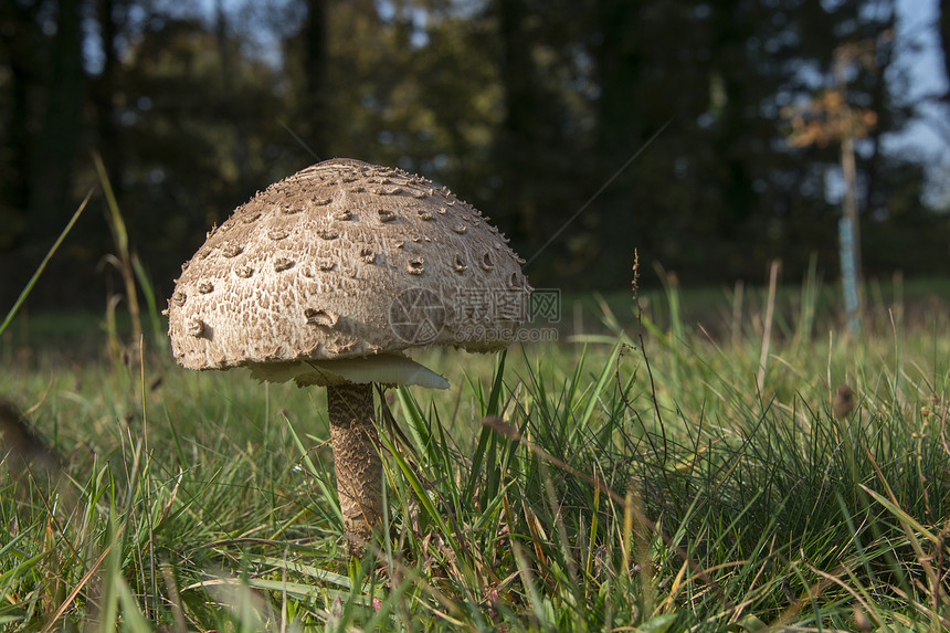 巨型阳伞蘑菇雨伞食用菌草原草地蘑菇伞菌类图片