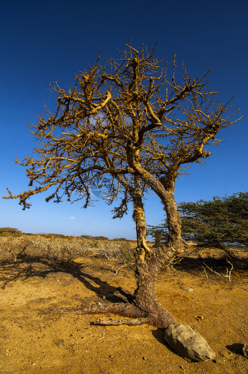树形树干旱天空岩石橙子荒野旅游环境风景风化旅行图片