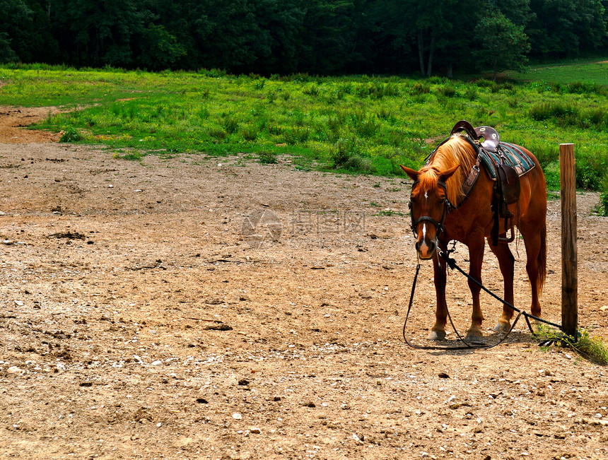 马背背景马术马具系绳动物群图片