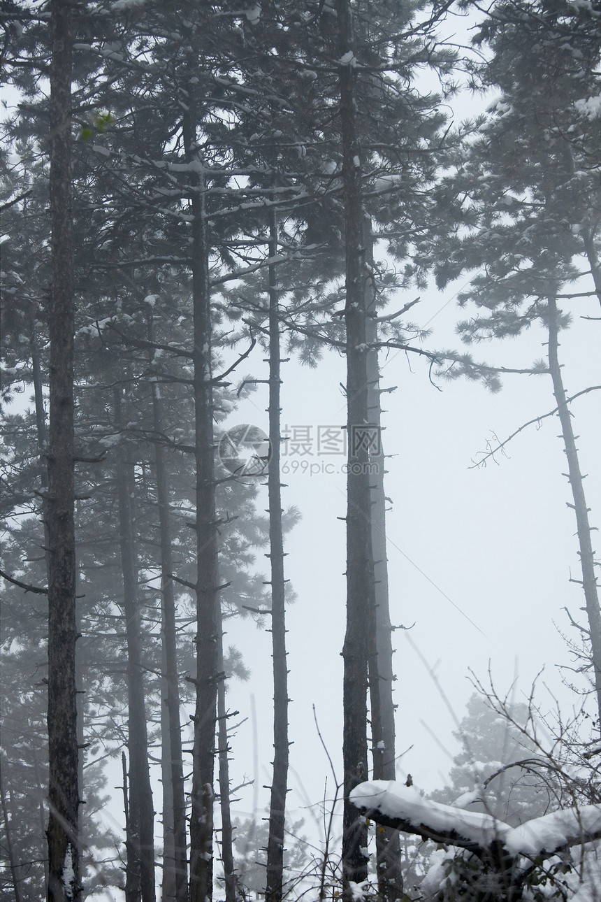 冬季森林天气冻结寒意树木故事环境童话阴霾白色薄雾图片