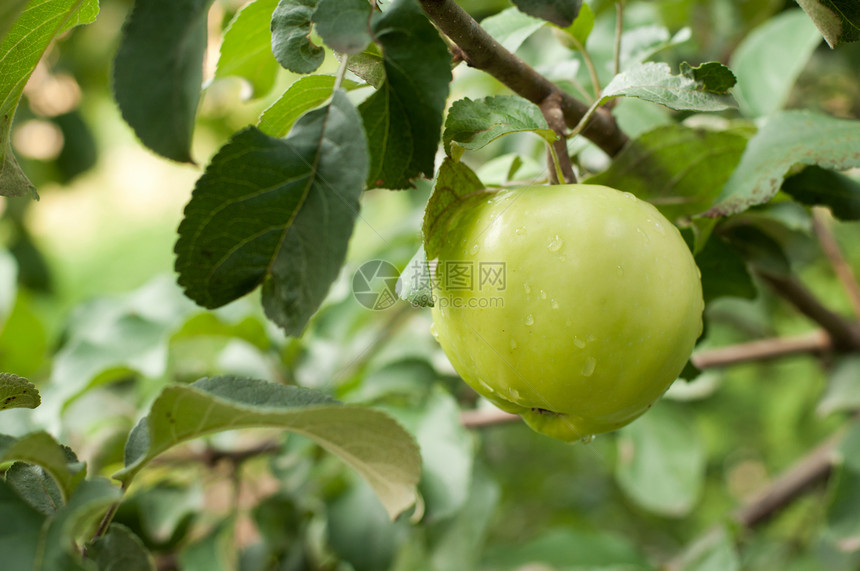 绿苹果在树枝上甜点生长花园食物树叶季节农业饮食园艺晴天图片