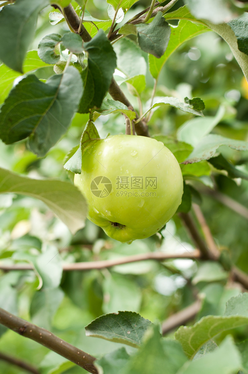 绿苹果在树枝上农业树叶饮食甜点生长营养花园晴天园艺植物图片