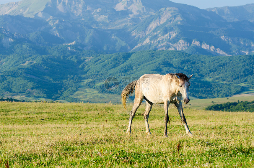 孤单的马在草地上鬃毛场景城市荒野棕色牧场哺乳动物夫妻场地野生动物图片