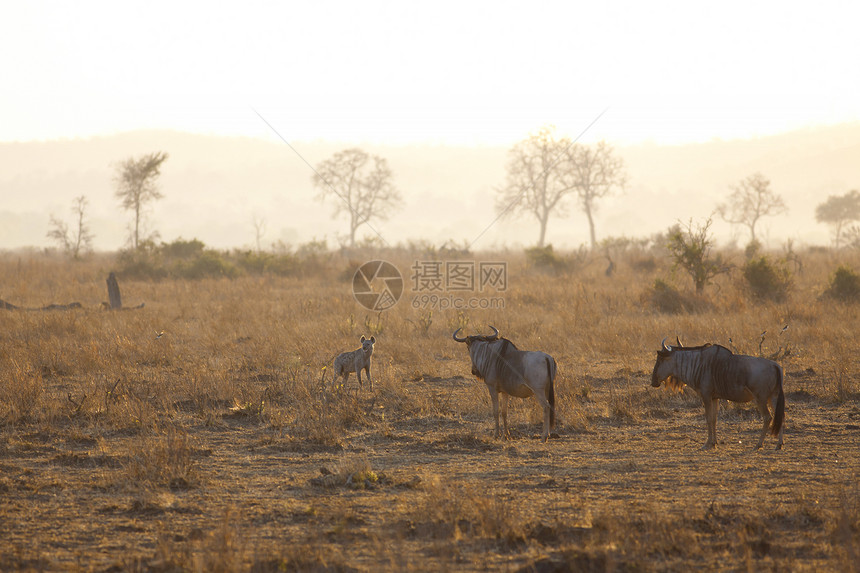 日出时的土狼斑点清道夫生态捕食者鬣狗荒野猎人动物生物野生动物图片