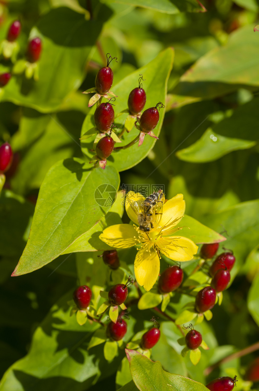 黄花蜜蜂绿色黄色浆果植物昆虫红色叶子图片