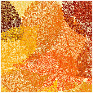 旱藕粉旱秋叶模板 EPS 8叶子植物学森林黄色公园植物季节白色橙子插图插画