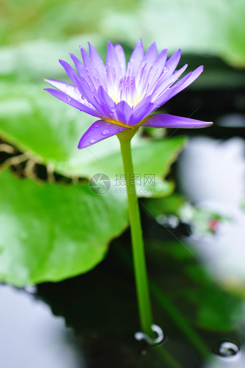 水百里紫色叶子花瓣植物植物学绿色脆弱性池塘萼片粉色图片