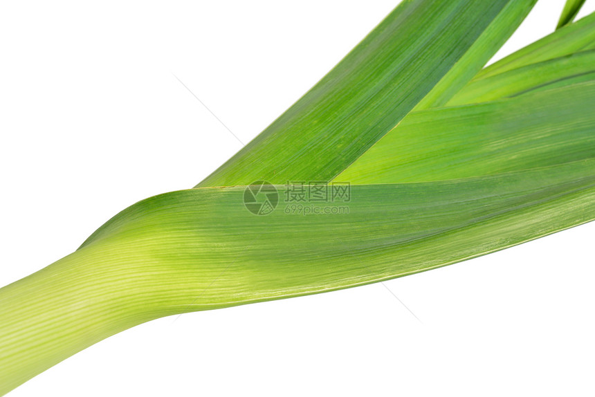 新鲜菜叶蔬菜绿色白色韭葱洋葱图片