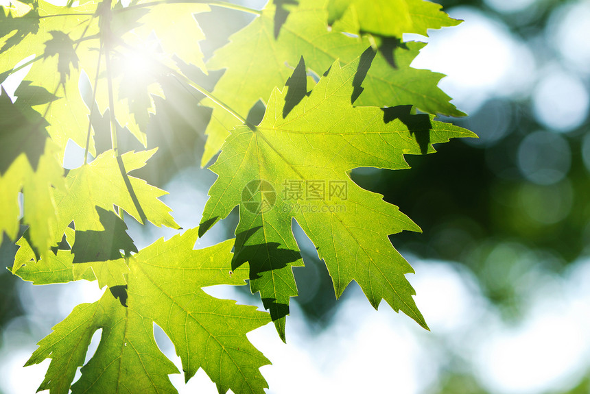 绿叶背景背景阳光森林树木太阳绿色图片