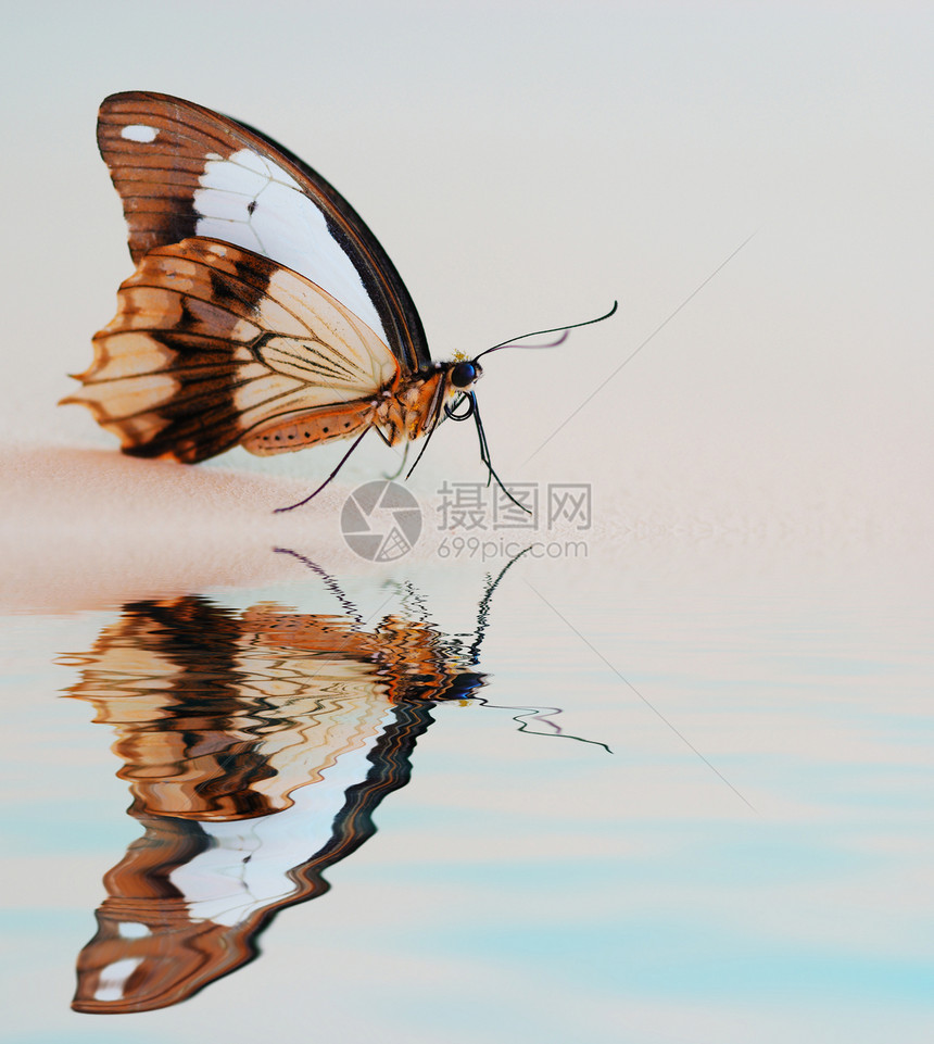 蝴蝶生活热带天线花园黑色黄色植物翅膀野生动物昆虫图片