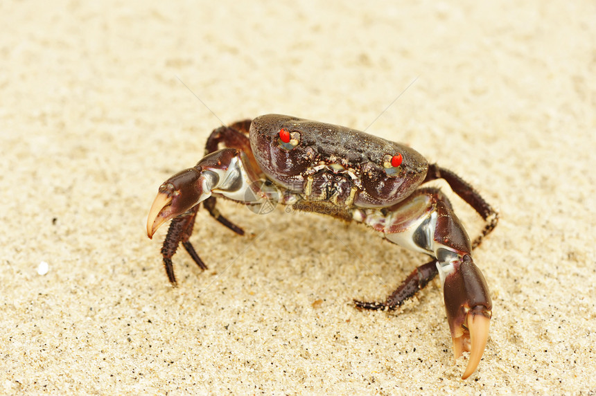 沙滩上的螃蟹野生动物甲壳荒野海滩旅行假期贝类游客热带动物图片