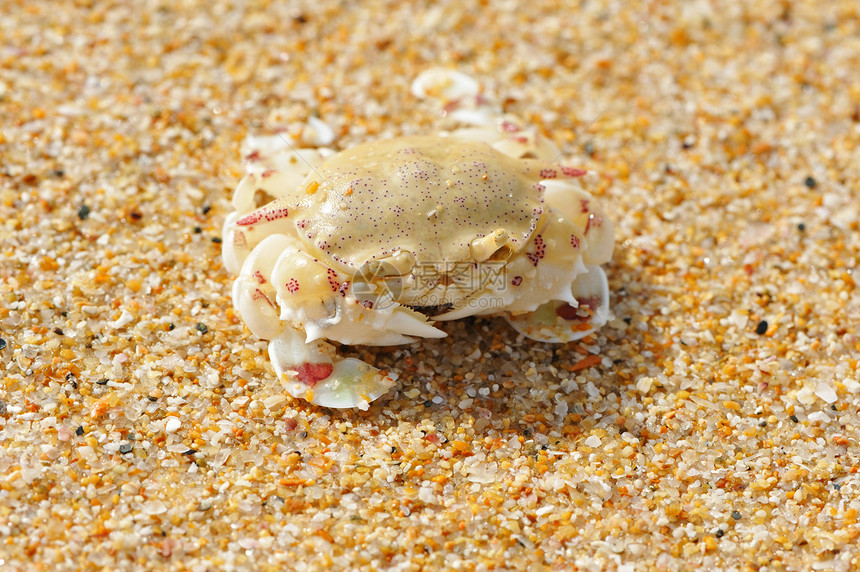 沙滩上的螃蟹旅行热带贝类甲壳荒野海滩野生动物假期动物图片