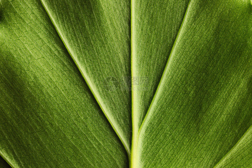 叶页背景季节宏观叶子植物植物学图片