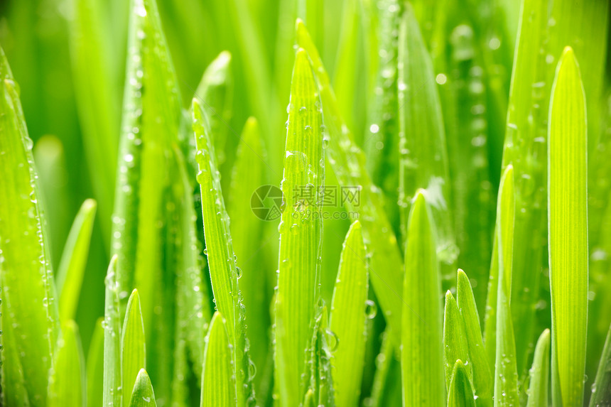 草地上的水滴生长植物宏观薄雾叶子小麦绿色活力液体自然图片