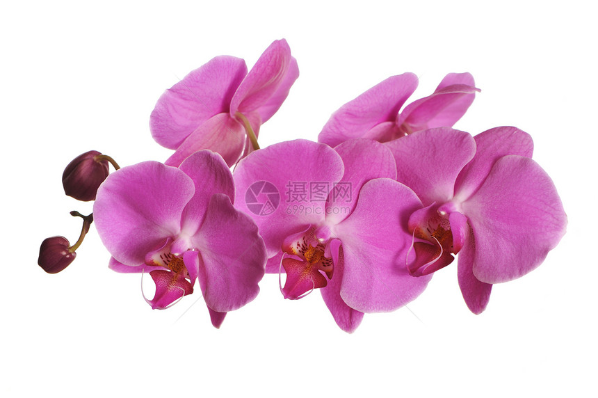 粉红兰花紫色粉色花瓣植物白色热带宏观图片