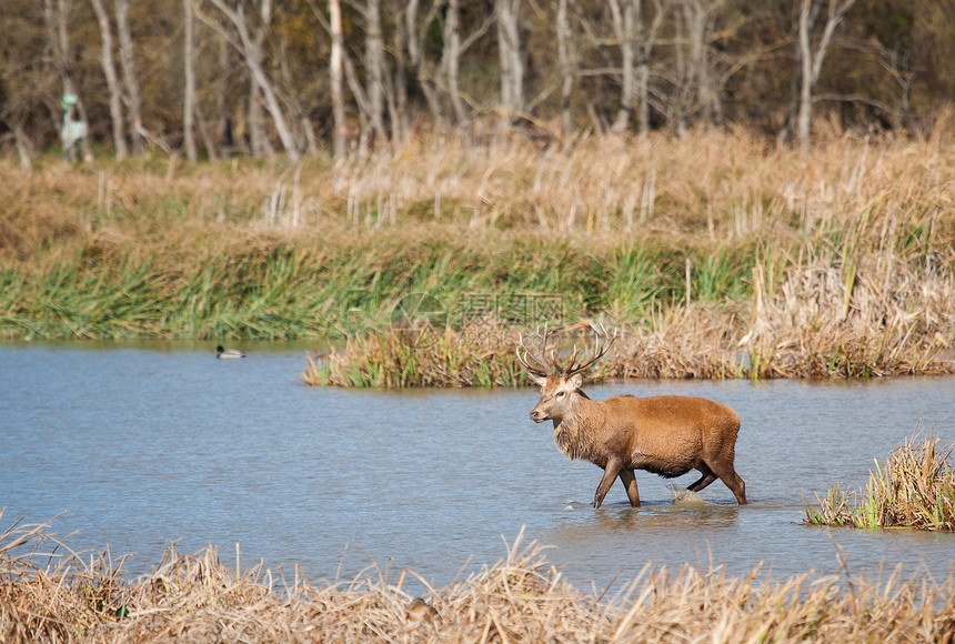 西班牙阿拉瓦 维托利亚 萨尔布鲁阿的鹿湿地生活牛角大自然动物地区晴天野生动物鸭子荒野图片