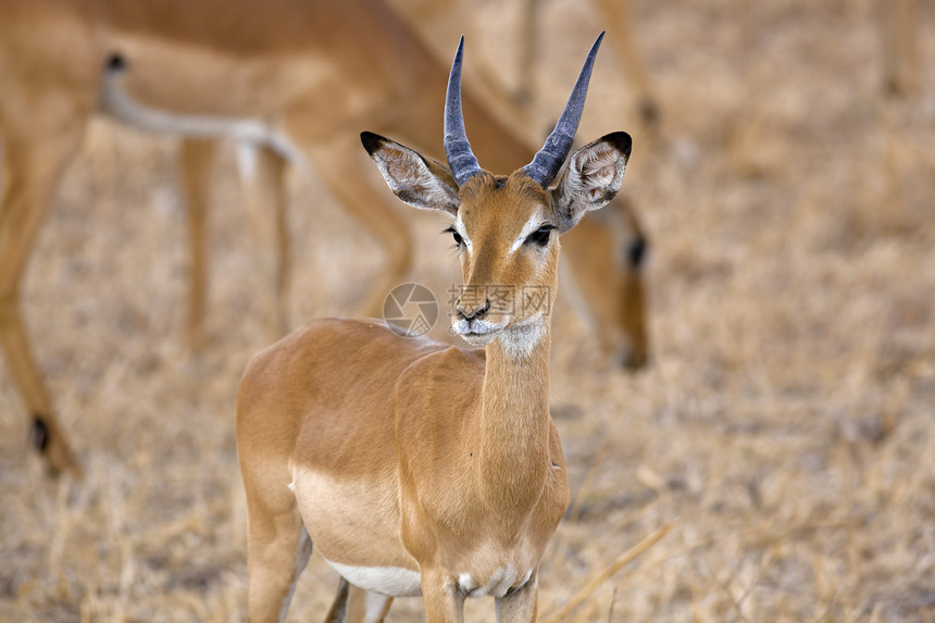 野生伊卜拉旅行衬套环境国家大草原荒野动物食草哺乳动物羚羊图片