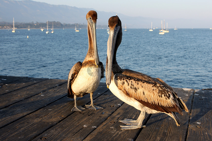 加利福尼亚佩利坎人羽毛鸟类动物码头荒野海洋野生动物海鸟图片