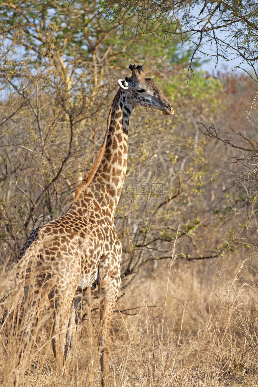野生吉拉菲公园衬套野生动物动物脖子哺乳动物荒野游戏异国情调图片