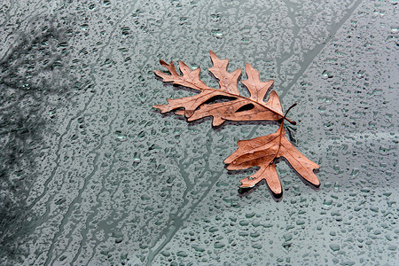 风玻璃上的落叶视线雨滴玻璃风暴树叶挡风玻璃叶子橡树叶背景图片