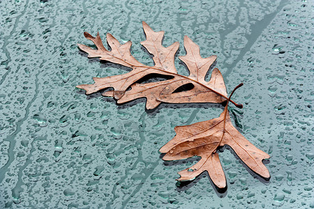 风玻璃上的落叶树叶挡风玻璃视线风暴玻璃橡树叶雨滴叶子背景图片