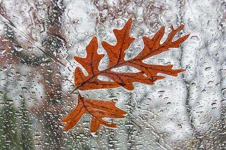 风玻璃上的落叶叶子风暴玻璃挡风玻璃视线雨滴橡树叶背景图片