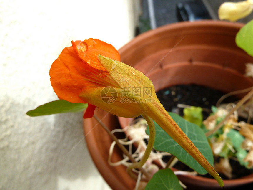 闪亮植物橙子绿色园艺红色花瓣图片