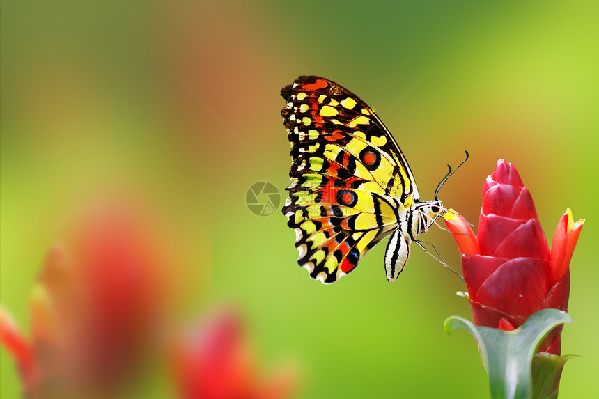 美王蝴蝶橙子女王向日葵君主翅膀昆虫黑色花园花瓣底面图片