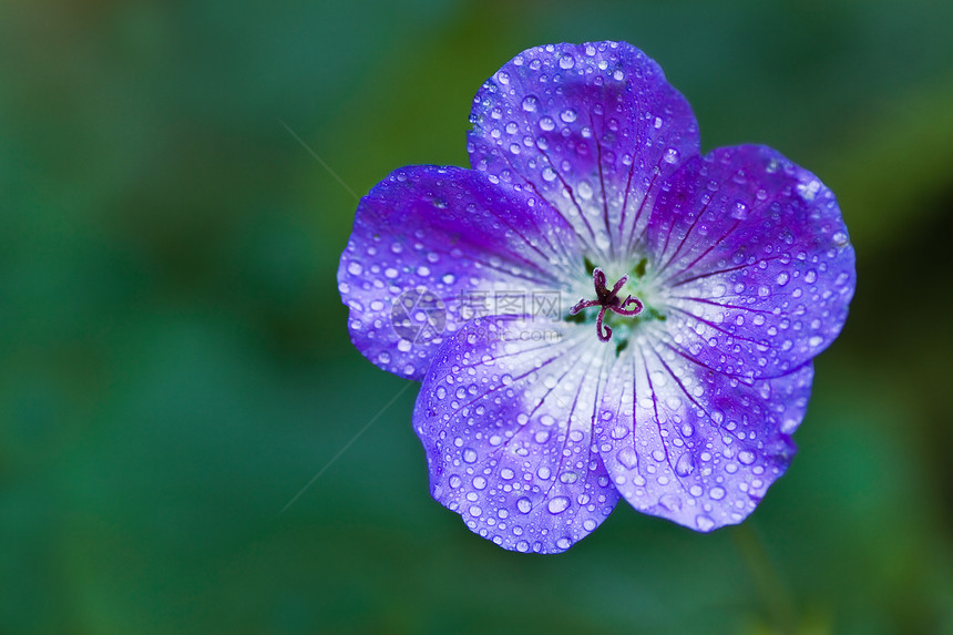 雨中花朵的蓝宝石或克莱恩比尔图片