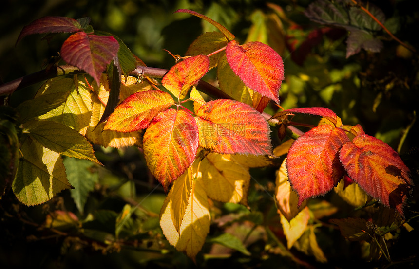 秋天多彩的蓝莓树叶阳光橙子季节性叶子季节晴天红色金子荆棘黄色图片