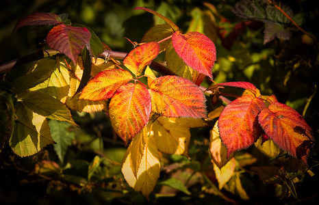 秋天多彩的蓝莓树叶阳光橙子季节性叶子季节晴天红色金子荆棘黄色背景图片